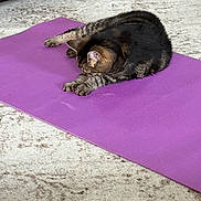 Pearl joined the competition — help win amazing prizes! animal, black_cat, carpet, cat, cozy, exercise, floor, furniture, furry, gray_cat, indoor, living_room, lying_down, nap, pet, purple_mat, relaxed, sleeping, whiskers, yoga_mat