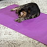 animal, black_cat, carpet, cat, cozy, exercise, floor, furniture, furry, gray_cat, indoor, living_room, lying_down, nap, pet, purple_mat, relaxed, sleeping, whiskers, yoga_mat