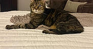 Pearl is registered to the contest to win money with this photo: animal, bed, bedroom, blanket, cat, couch, ears, eyes, feline, indoor, lamp, long_hair, lying_down, pet, portrait, quilt, relaxed, striped_fur, tabby_cat, whiskers