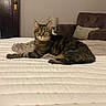 animal, bed, bedroom, blanket, cat, couch, ears, eyes, feline, indoor, lamp, long_hair, lying_down, pet, portrait, quilt, relaxed, striped_fur, tabby_cat, whiskers