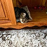 Pearl is registered to the contest to win money with this photo: animal, carpet, cat, closeup, cozy, festive_decoration, fur, indoor, pet, pillow, resting, rustic, shelf, sleeping, sleepy, tabby_cat, warm_lighting, whiskers, wood, wooden_cubby