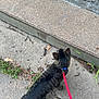 Coco is registered to the contest to win money with this photo: cat, tabby, leash, sidewalk, concrete, steps, outdoor, pet, animal, curious, walking, exploring, urban, grass, nature, daylight, feline, collar, tail, ears