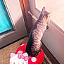 Coco joined the competition — help win amazing prizes! cat, tabby, mushroom_stool, carpet, door, window, indoor, pet, feline, curious, sunlight, pixel_art, cartoon_sticker, cute, animal, home, looking_out, playful, tail, decor