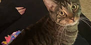 Coco is registered to the contest to win money with this photo: cat, tabby, animal, pet, indoor, carpet, person, hoodie, blue_surface, curious, lying_down, relaxed, feline, whiskers, ears, eyes, striped, floor, home, casual