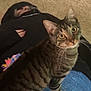 cat, tabby, animal, pet, indoor, carpet, person, hoodie, blue_surface, curious, lying_down, relaxed, feline, whiskers, ears, eyes, striped, floor, home, casual