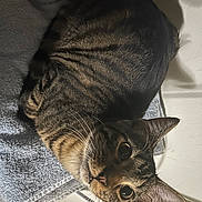 Coco joined the competition — help win amazing prizes! cat, tabby, feline, pet, animal, towel, indoor, curious, whiskers, ears, fur, closeup, cozy, domestic, mammal, resting, cute, eyes, face, looking