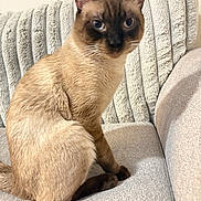 Zata is registered to the contest to win money with this photo: blanket, blue_eyes, cat, couch, cozy, cute, domestic_animal, feline, fur, furniture, home, indoor, looking_at_camera, paw, pet, portrait, siamese_cat, sitting, upholstery, whiskers