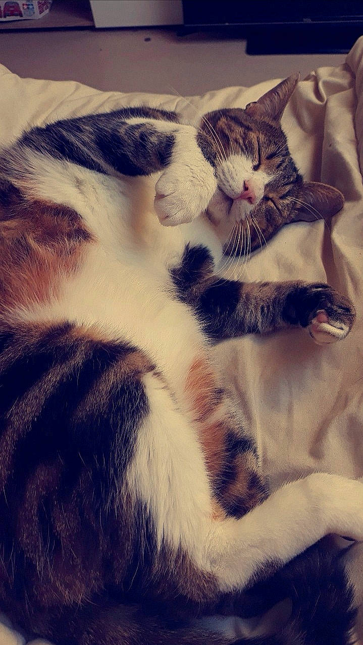 Bidouille participe au concours pour gagner de l'argent avec cette photo : aegean_cat, american_wirehair, asian, carnivore, cat, domestic_short_haired_cat, ear, european_shorthair, eye, felidae, fur, kitten, nap, paw, polydactyl_cat, small_to_medium_sized_cats, snout, tabby_cat, tail, whiskers