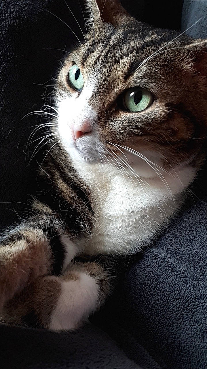 Bidouille a rejoint le concours — aidez-le/la à gagner de superbes lots ! aegean_cat, american_curl, american_wirehair, asian, carnivore, cat, close_up, domestic_short_haired_cat, european_shorthair, eye, felidae, fur, kitten, mammal, nose, polydactyl_cat, small_to_medium_sized_cats, snout, tabby_cat, whiskers