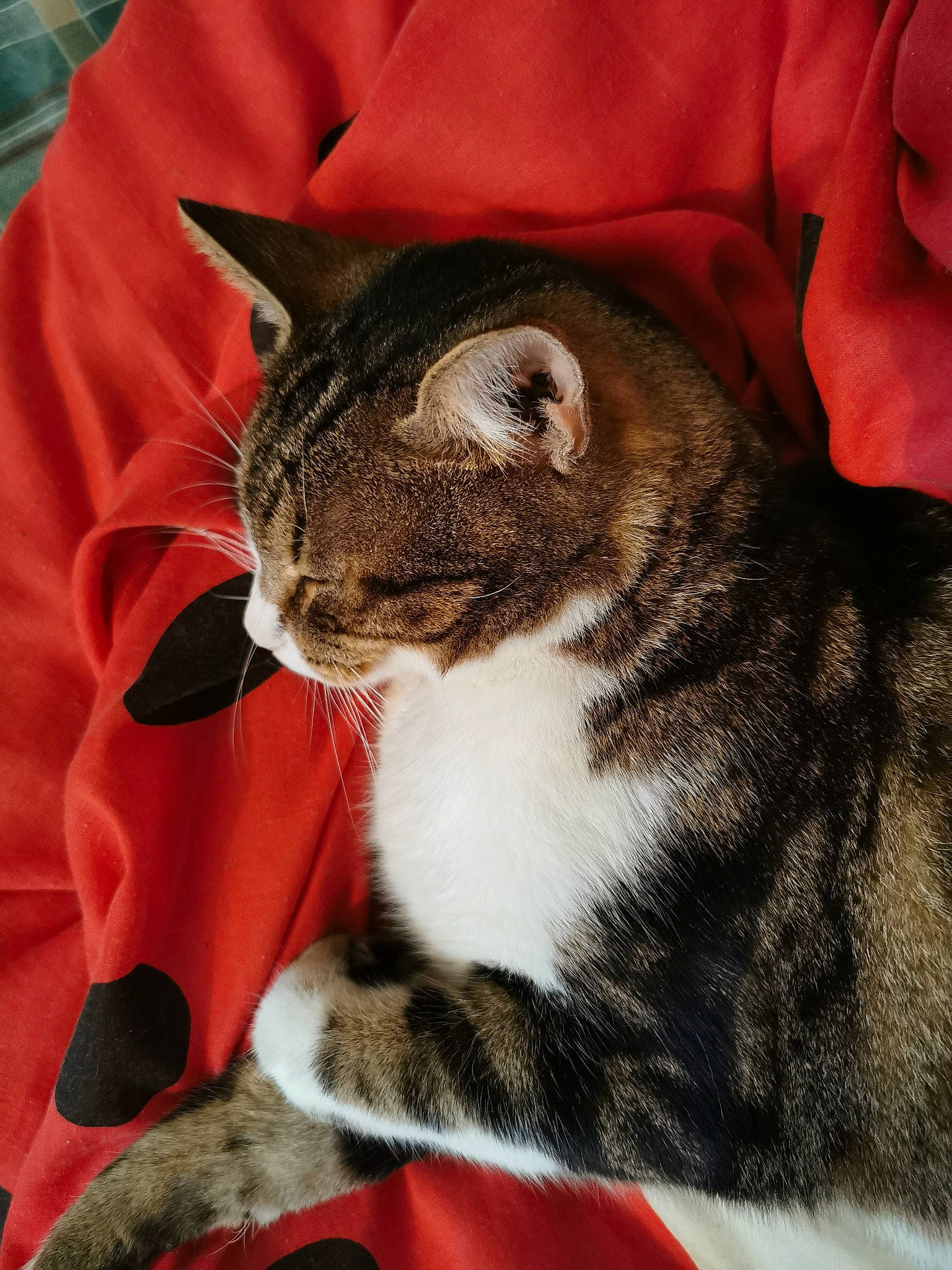 Bidouille a rejoint le concours — aidez-le/la à gagner de superbes lots ! american_shorthair, american_wirehair, asian, california_spangled, carnivore, cat, claw, domestic_short_haired_cat, dragon_li, european_shorthair, felidae, fur, german_rex, kitten, mammal, paw, small_to_medium_sized_cats, snout, tabby_cat, whiskers