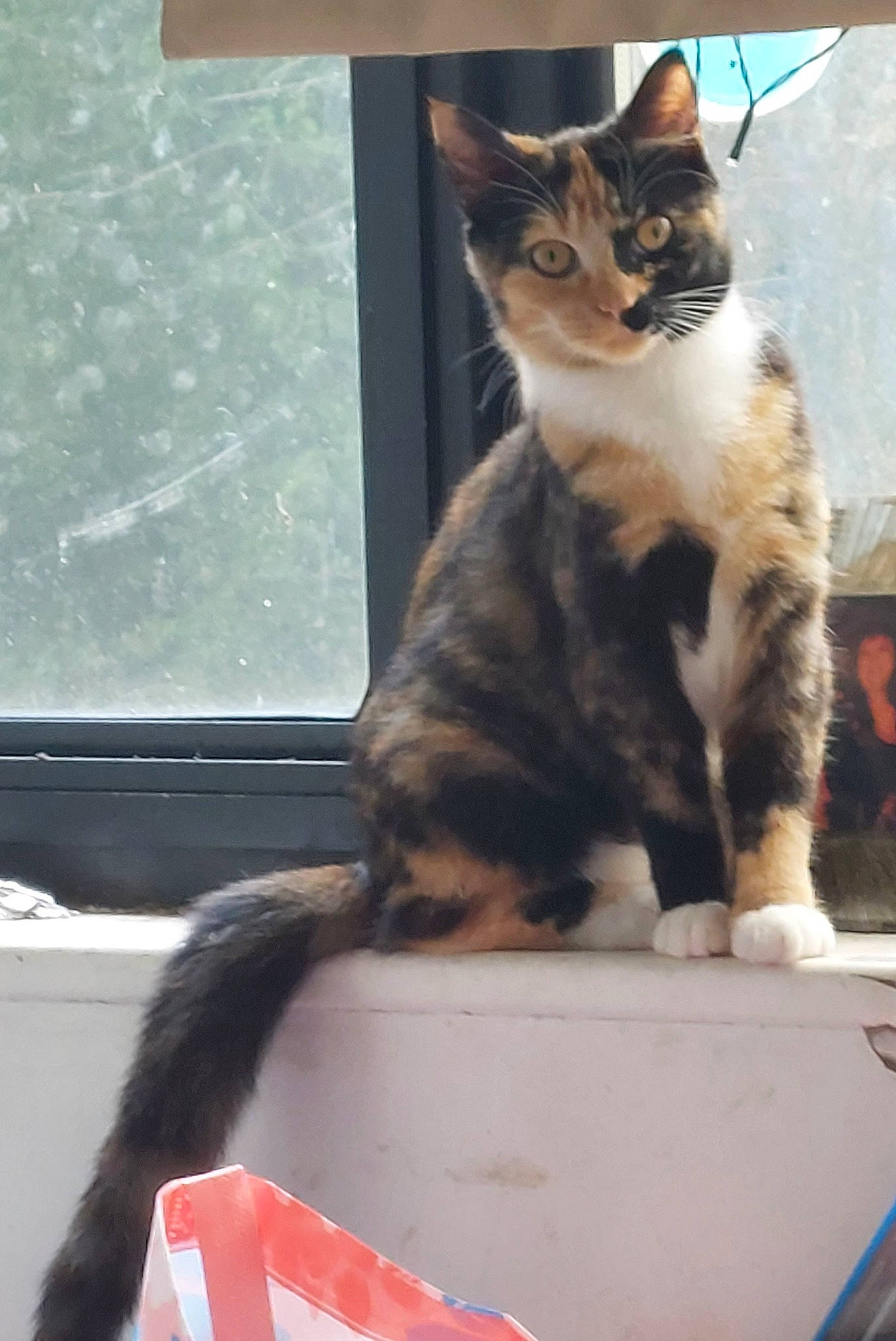 Ruby joined the competition — help win amazing prizes! box, carnivore, cat, cat_supply, domestic_short_haired_cat, felidae, fur, paw, pet_supply, photo_caption, sitting, small_to_medium_sized_cats, snout, tail, whiskers, window, windshield