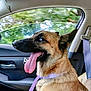 Gypsy joined the competition — help win amazing prizes! animal, blue_eyes, canine, car_interior, companion, dog, happy, leash, mammal, nature, pet, purple_collar, seat, seatbelt, side_view, tongue_out, transportation, travel, trees, window