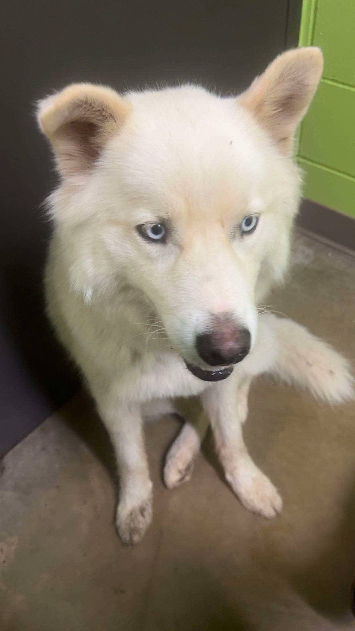 Casper joined the competition — help win amazing prizes! ancient_dog_breeds, canidae, canis, carnivore, companion_dog, dog, dog_breed, fang, fawn, fur, non_sporting_group, sporting_group, terrestrial_animal, whiskers, working_animal, working_dog