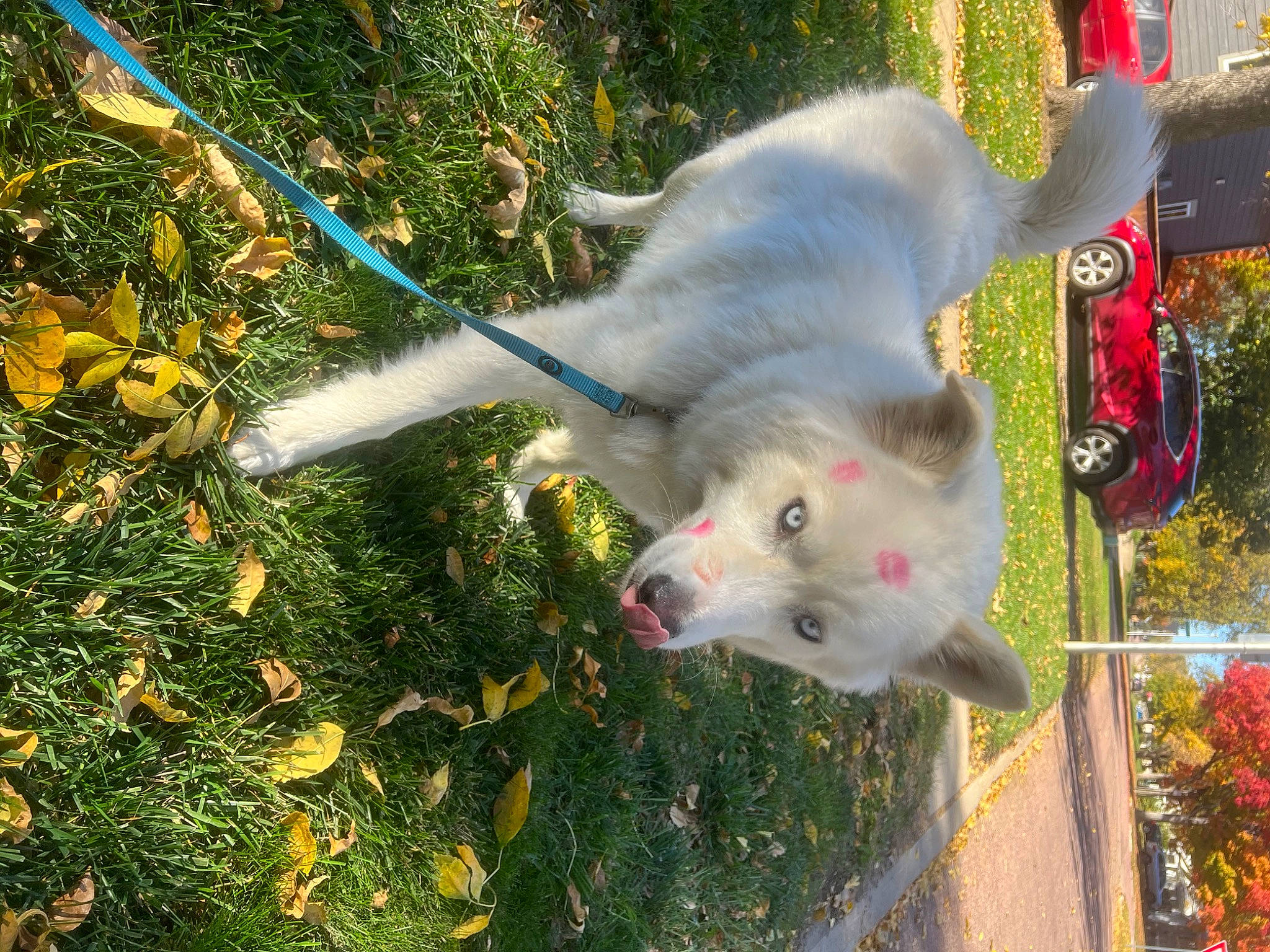 Casper joined the competition — help win amazing prizes! american_eskimo_dog, canidae, carnivore, collar, companion_dog, dog, dog_breed, dog_collar, fawn, felidae, grass, japanese_spitz, plant, small_to_medium_sized_cats, snout, sporting_group, tail, volpino_italiano, whiskers, working_animal