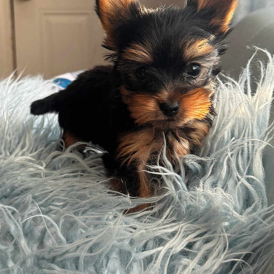 Note joined the competition — help win amazing prizes! affenpinscher, airedale, animal, canine, cat, cockerspaniel, couch, dog, door, furniture, hardwood, indoors, interiordesign, kitten, papillon, pet, poodle, puppy, terrier, wood