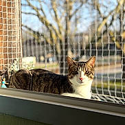 Malo a rejoint le concours — aidez-le/la à gagner de superbes lots ! cat, tabby, windowsill, sunlight, outdoor, netting, tree, animal, pet, whiskers, fur, daylight, window, nature, portrait, looking, domestic, closeup, calm, resting