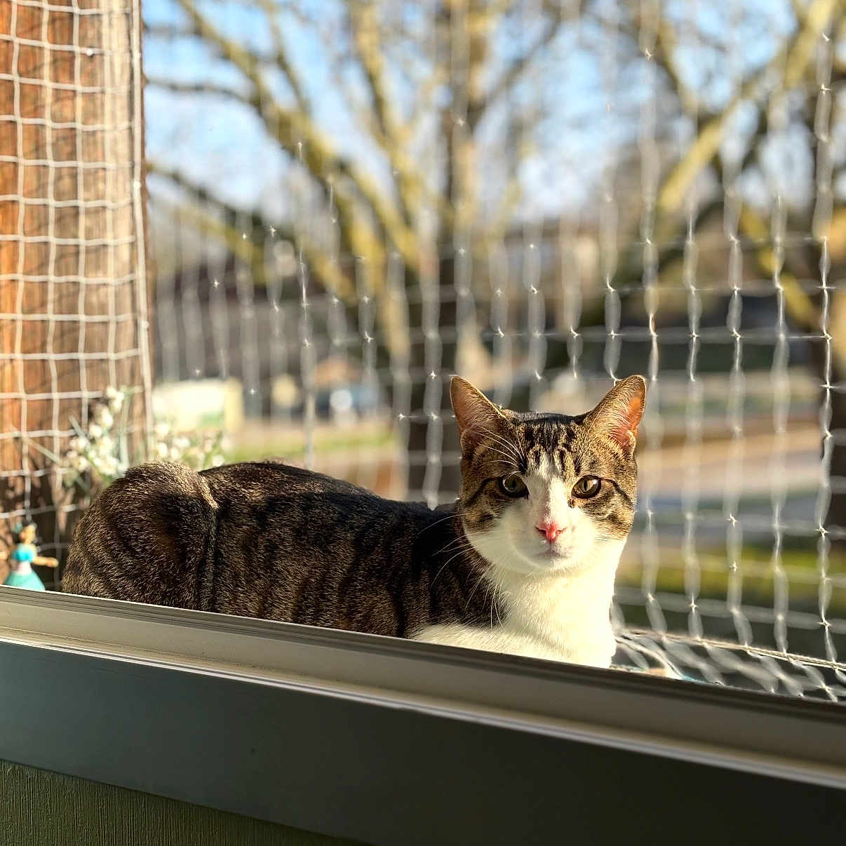 Malo a rejoint le concours — aidez-le/la à gagner de superbes lots ! animal, calm, cat, closeup, daylight, domestic, fur, looking, nature, netting, outdoor, pet, portrait, resting, sunlight, tabby, tree, whiskers, window, windowsill