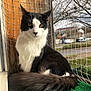 Alvin participe au concours pour gagner de l'argent avec cette photo : cat, animal, pet, black_and_white, fluffy, tail, balcony, netting, wood, green_carpet, outdoor, tree, suburban, street, vehicle, window, daylight, fur, sitting, portrait