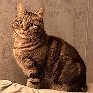 Aria participe au concours pour gagner de l'argent avec cette photo : cat, tabby, feline, pet, animal, indoor, cushion, beige, fur, whiskers, ears, eyes, sitting, cozy, texture, wall, portrait, cute, curious, soft