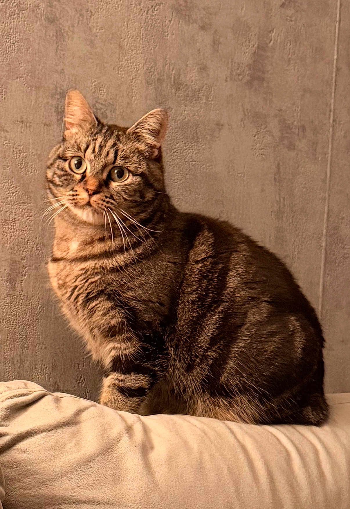 Aria participe au concours pour gagner de l'argent avec cette photo : cat, tabby, feline, pet, animal, indoor, cushion, beige, fur, whiskers, ears, eyes, sitting, cozy, texture, wall, portrait, cute, curious, soft
