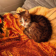 Moumoune a rejoint le concours — aidez-le/la à gagner de superbes lots ! cat, tabby_cat, animal, pet, feline, curled_up, blanket, patterned_blanket, orange, yellow, couch, furniture, indoor, cozy, resting, soft_lighting, warm_colors, domestic_animal, fur, sleepy