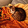 animal, blanket, cat, couch, cozy, curled_up, domestic_animal, feline, fur, furniture, indoor, orange, patterned_blanket, pet, resting, sleepy, soft_lighting, tabby_cat, warm_colors, yellow