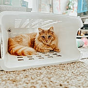 Copper is registered to the contest to win money with this photo: cat, orange_tabby, laundry_basket, carpet, indoor, pet, feline, curious, fluffy, cozy, white, plastic, resting, closeup, animal, domestic, cute, home, relaxed, soft_light