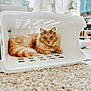 cat, orange_tabby, laundry_basket, carpet, indoor, pet, feline, curious, fluffy, cozy, white, plastic, resting, closeup, animal, domestic, cute, home, relaxed, soft_light