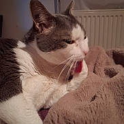 Jasmin participe au concours pour gagner de l'argent avec cette photo : cat, grooming, tongue, blanket, indoor, cozy, fur, whiskers, pet, comfortable, animal, resting, closeup, mammal, domestic, feline, soft, warm, relaxed, home