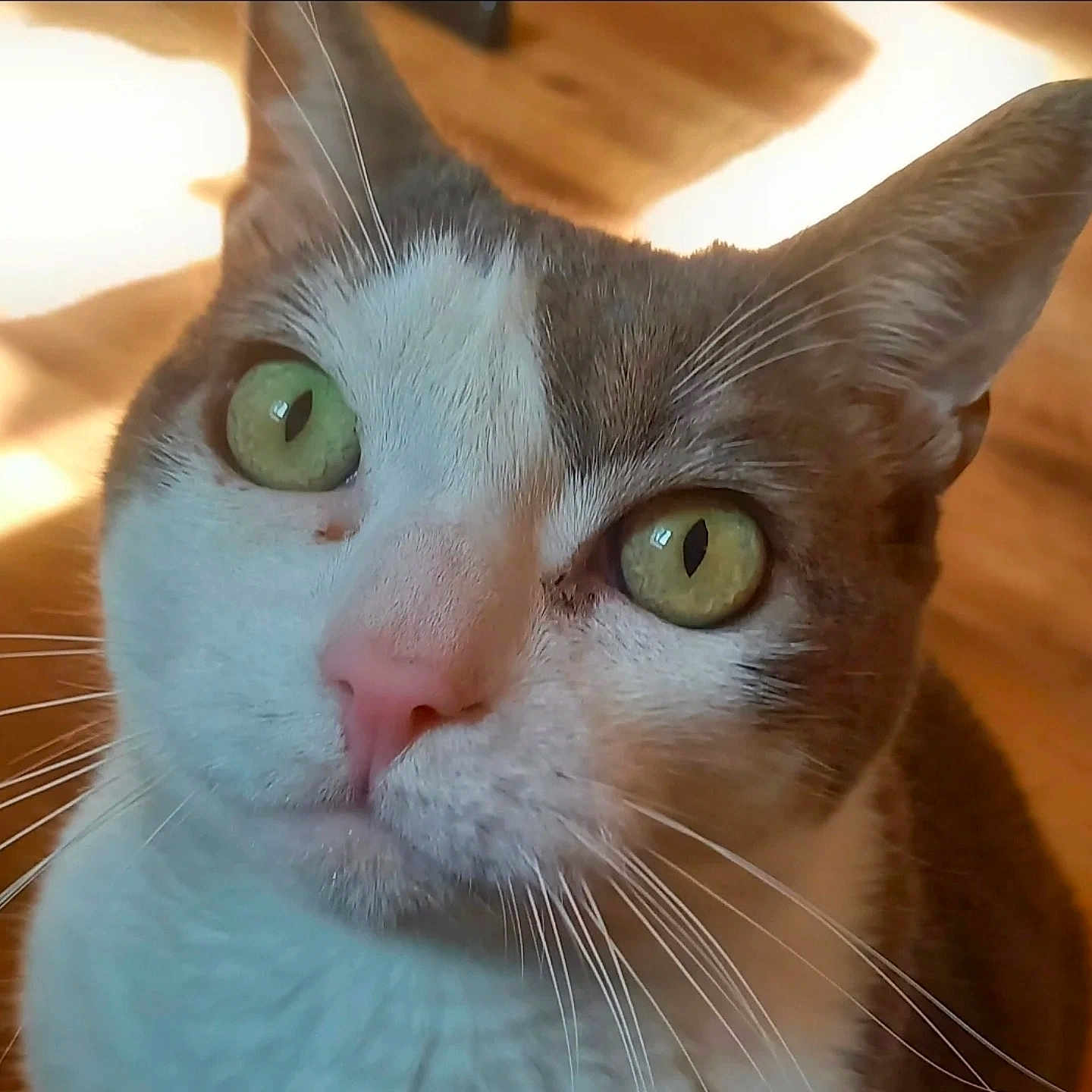 Jasmin a rejoint le concours — aidez-le/la à gagner de superbes lots ! cat, close_up, green_eyes, pink_nose, whiskers, fur, pet, animal, indoor, curious, face, ears, portrait, domestic_cat, mammal, feline, looking_up, light, shadow, background