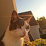 Jasmin a rejoint le concours — aidez-le/la à gagner de superbes lots ! cat, yellow_flowers, sunset, balcony, house, outdoor, pet, animal, whiskers, ears, fur, daylight, sky, nature, plant, roof, window, closeup, sunlight, domestic_cat
