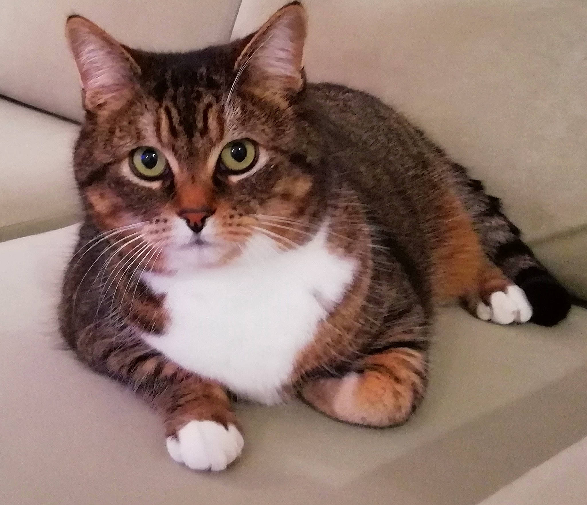 Hélis a rejoint le concours — aidez-le/la à gagner de superbes lots ! aegean_cat, american_shorthair, american_wirehair, asian, carnivore, cat, domestic_short_haired_cat, dragon_li, european_shorthair, eye, felidae, fur, kitten, mammal, paw, polydactyl_cat, small_to_medium_sized_cats, tabby_cat, vertebrate, whiskers