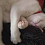 Tokyo participe au concours pour gagner de l'argent avec cette photo : cat, white_cat, sleeping, paws, pink_nose, cozy, blanket, fur, pet, animal, close_up, relaxing, domestic_cat, whiskers, cute, resting, indoor, soft, feline, nap