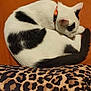 Tokyo participe au concours pour gagner de l'argent avec cette photo : cat, black_and_white, sleeping, curled_up, collar, orange_background, leopard_print, fabric, pet, animal, feline, resting, indoor, cute, fur, tail, whiskers, cozy, domestic_animal, pattern