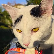 Tokyo a rejoint le concours — aidez-le/la à gagner de superbes lots ! cat, close_up, white_cat, black_markings, golden_eyes, whiskers, pink_nose, outdoor, sunlight, reflection, curious, animal, pet, feline, collar, nature, daylight, portrait, shiny_surface, colorful_background
