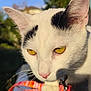 cat, close_up, white_cat, black_markings, golden_eyes, whiskers, pink_nose, outdoor, sunlight, reflection, curious, animal, pet, feline, collar, nature, daylight, portrait, shiny_surface, colorful_background