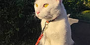 Tokyo participe au concours pour gagner de l'argent avec cette photo : cat, white_cat, yellow_eyes, black_markings, leash, outdoor, sunlight, table, greenery, blue_sky, pet, animal, feline, sitting, fur, whiskers, collar, nature, daylight, shadow