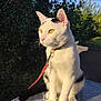 cat, white_cat, yellow_eyes, black_markings, leash, outdoor, sunlight, table, greenery, blue_sky, pet, animal, feline, sitting, fur, whiskers, collar, nature, daylight, shadow