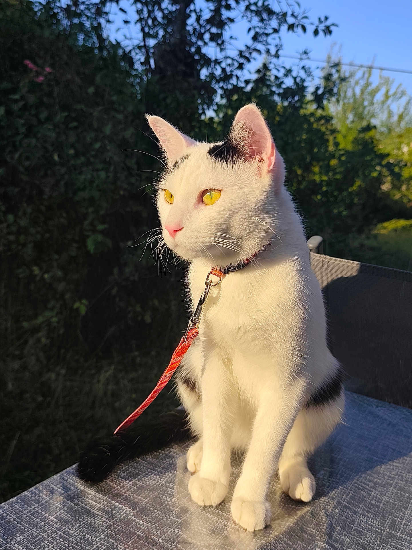 Tokyo participe au concours pour gagner de l'argent avec cette photo : cat, white_cat, yellow_eyes, black_markings, leash, outdoor, sunlight, table, greenery, blue_sky, pet, animal, feline, sitting, fur, whiskers, collar, nature, daylight, shadow