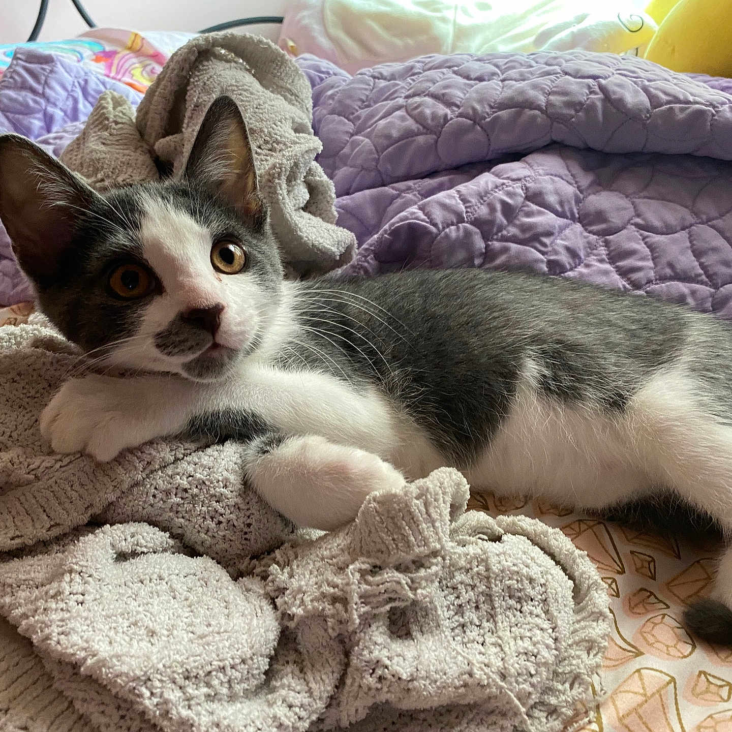 Loki is registered to the contest to win money with this photo: kitten, cat, bed, blanket, quilt, gray, white, fur, whiskers, paws, ears, eyes, curious, cute, indoor, cozy, resting, texture, soft, home