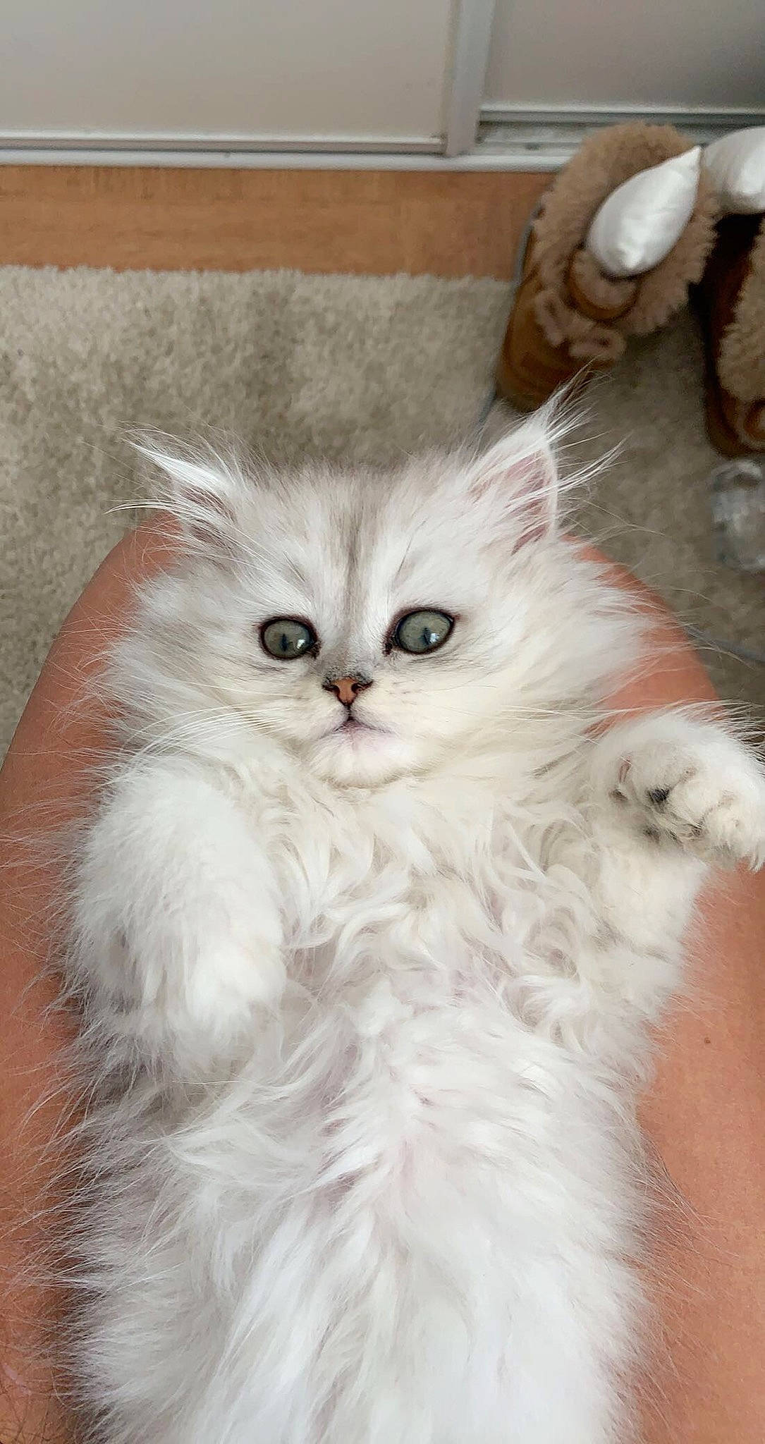 Flocon participe au concours pour gagner de l'argent avec cette photo : british_longhair, carnivore, cat, claw, eye, fawn, felidae, fur, paw, small_to_medium_sized_cats, snout, terrestrial_animal, whiskers