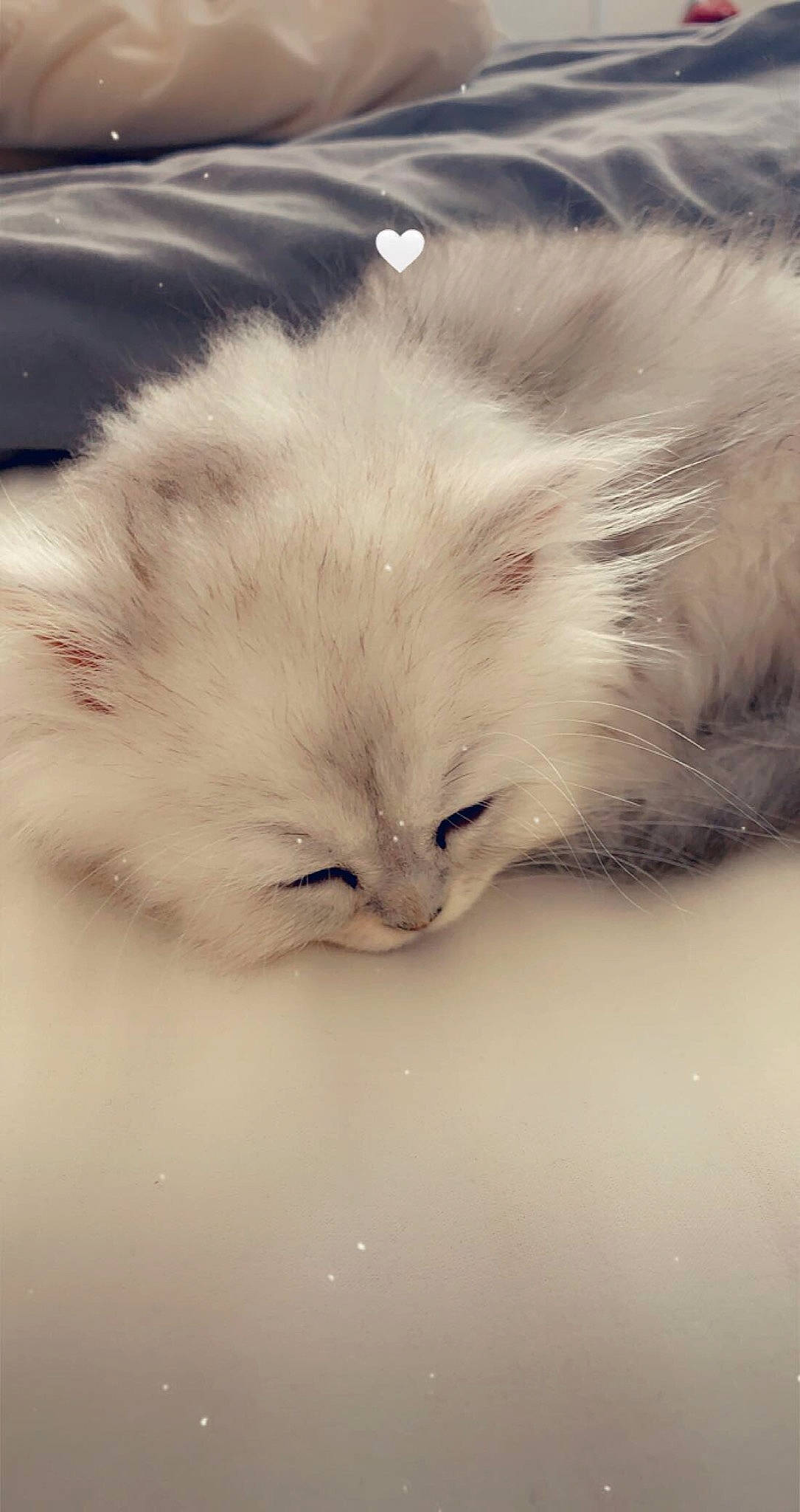 Flocon participe au concours pour gagner de l'argent avec cette photo : canidae, carnivore, cat, cloud, comfort, feather, felidae, fur, gesture, monochrome_photography, nap, paw, plant, sky, small_to_medium_sized_cats, snout, tail, whiskers, wing, wood