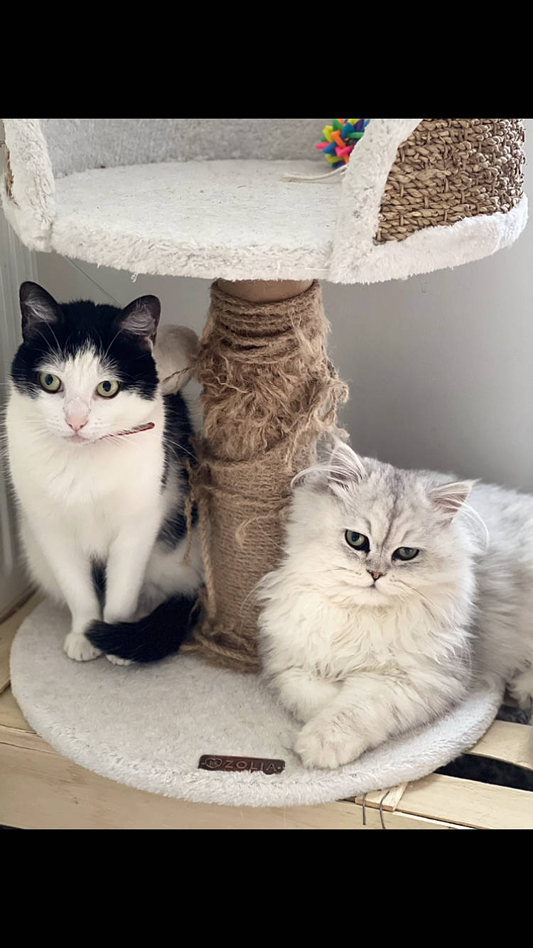 Flocon participe au concours pour gagner de l'argent avec cette photo : box, carnivore, cat, cat_supply, domestic_short_haired_cat, felidae, fur, grey, hat, mammal, paw, rectangle, shelf, small_to_medium_sized_cats, tail, whiskers, window