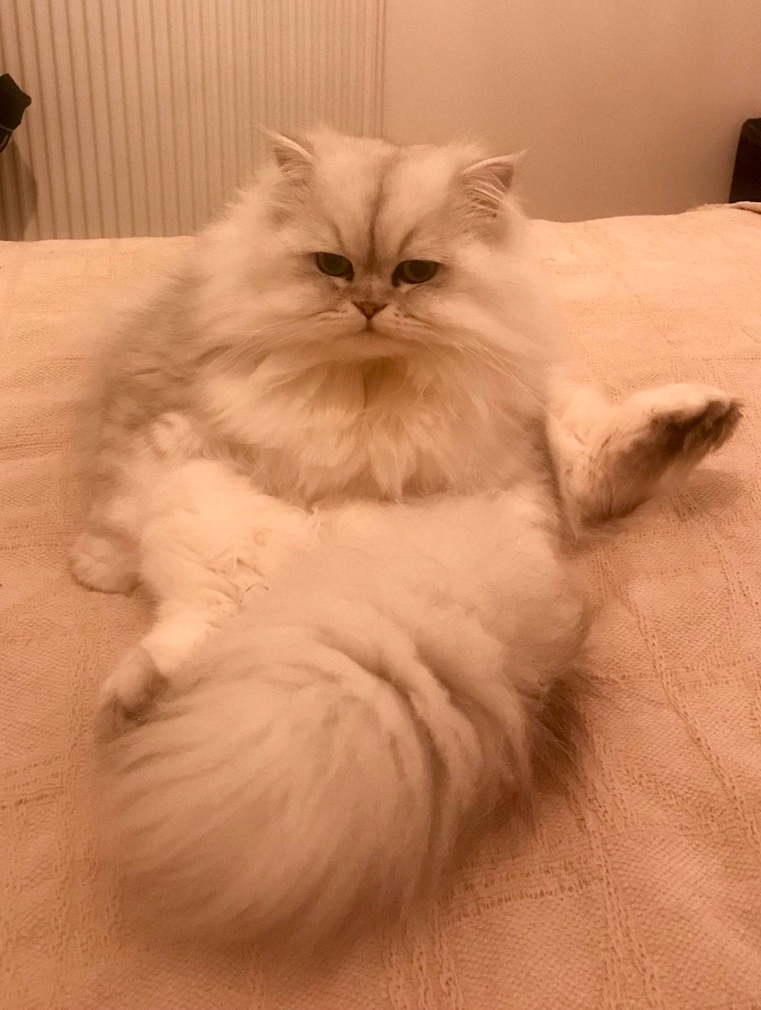 Flocon a rejoint le concours — aidez-le/la à gagner de superbes lots ! british_longhair, carnivore, cat, claw, comfort, fawn, felidae, fur, hardwood, paw, persian, small_to_medium_sized_cats, snout, tail, terrestrial_animal, whiskers