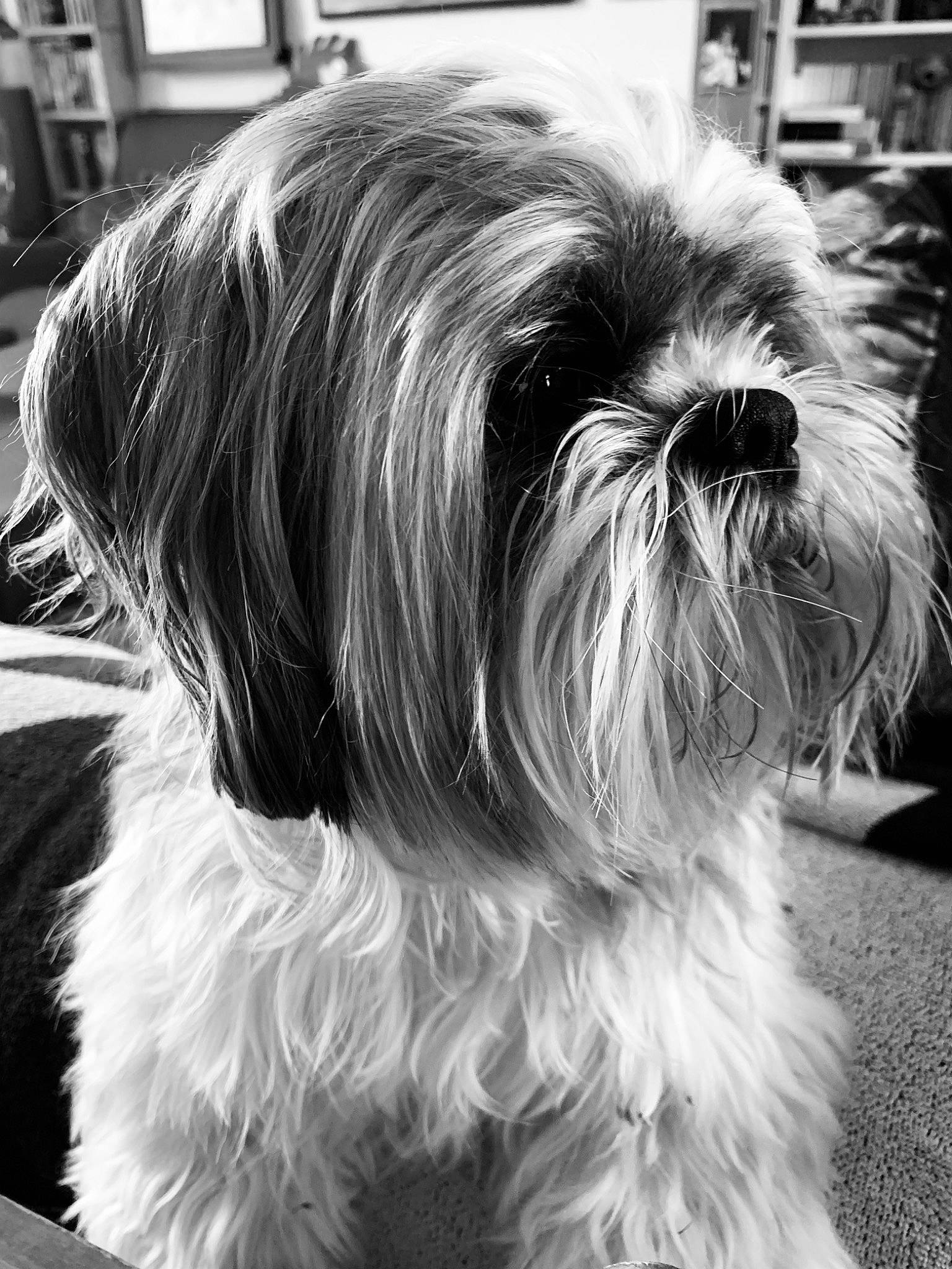 Ninio participe au concours pour gagner de l'argent avec cette photo : black_and_white, canidae, carnivore, chinese_imperial_dog, close_up, companion_dog, dog, dog_breed, kyi_leo, lowchen, mammal, photography, puppy, rare_breed_dog, shih_tzu, snout, terrier, toy_dog, vertebrate, yorkshire_terrier