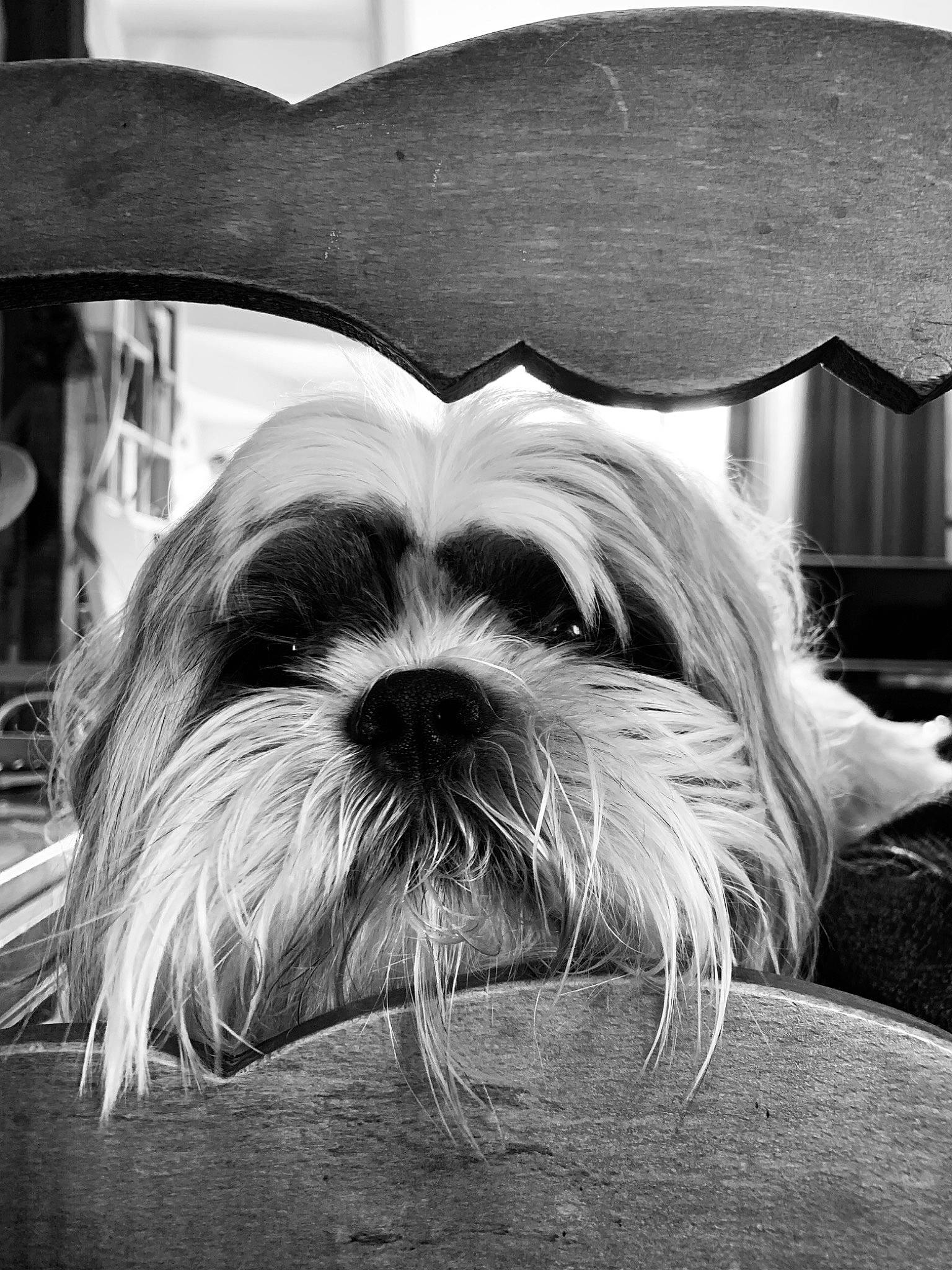 Ninio a rejoint le concours — aidez-le/la à gagner de superbes lots ! black, black_and_white, canidae, carnivore, chinese_imperial_dog, companion_dog, dog, dog_breed, eye, mammal, monochrome, monochrome_photography, non_sporting_group, photography, puppy, rare_breed_dog, shih_tzu, snout, toy_dog, yorkshire_terrier