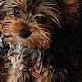 adorable, animal, black, brown, close_up, cute, dog, ears, eyes, face, fur, indoors, looking, pet, portrait, puppy, resting, small_dog, wet_fur, yorkshire_terrier