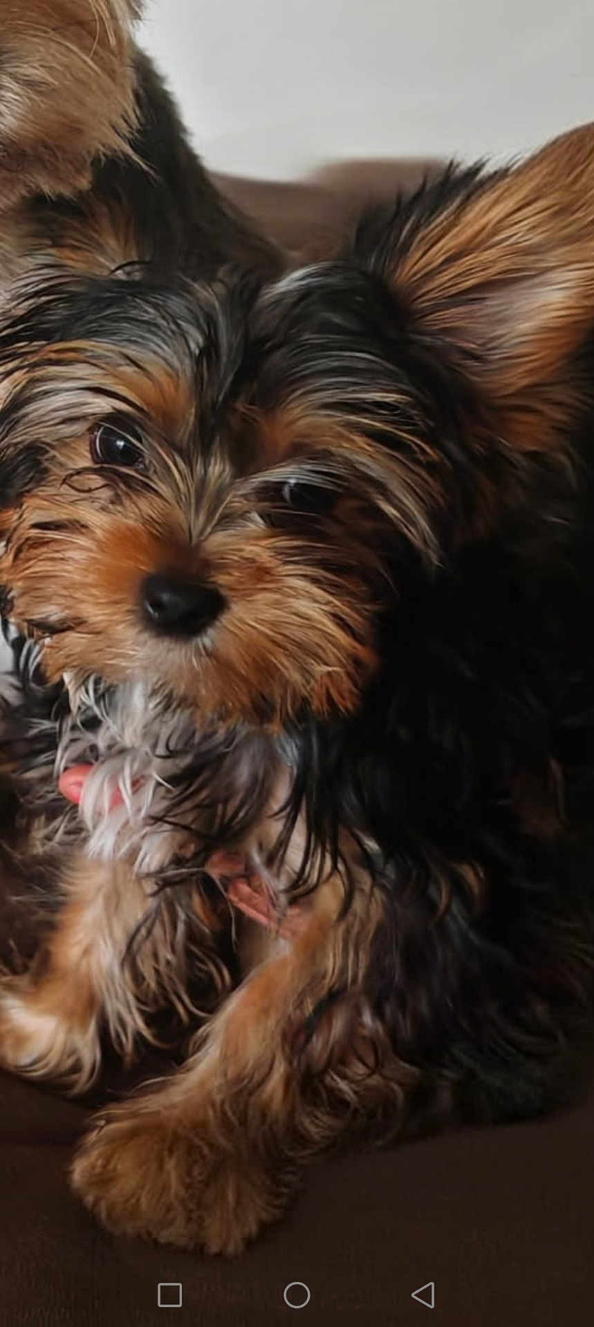 Lya a rejoint le concours — aidez-le/la à gagner de superbes lots ! dog, puppy, yorkshire_terrier, close_up, wet_fur, ears, eyes, cute, pet, animal, fur, face, small_dog, portrait, indoors, resting, looking, brown, black, adorable