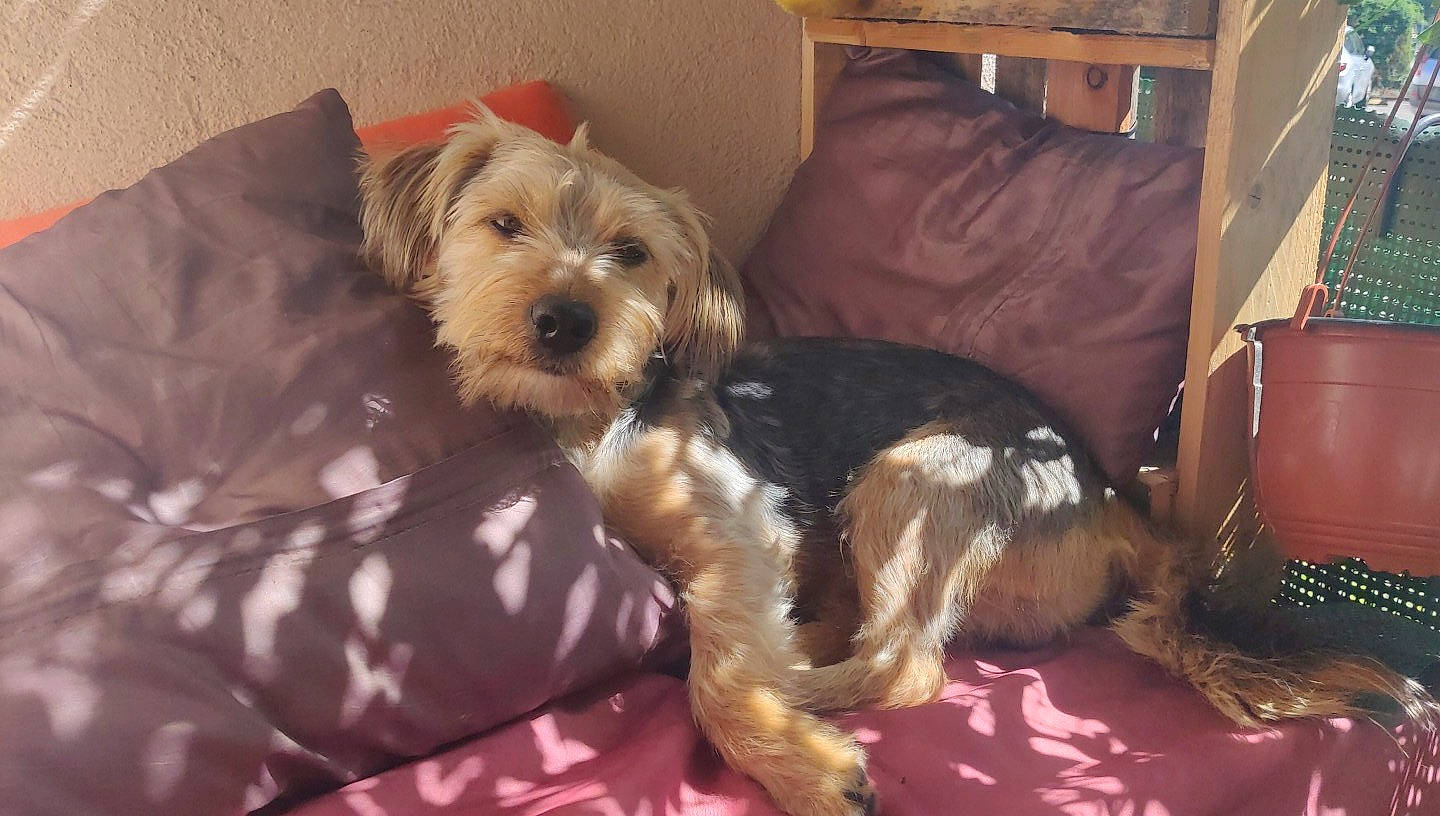 Nillow participe au concours pour gagner de l'argent avec cette photo : bosnian_coarse_haired_hound, canidae, carnivore, cockapoo, companion_dog, dog, dog_breed, irish_soft_coated_wheaten_terrier, mammal, morkie, schnoodle, small_terrier, snout, sporting_lucas_terrier, terrier, tibetan_terrier, vertebrate, welsh_terrier, yorkipoo, yorkshire_terrier