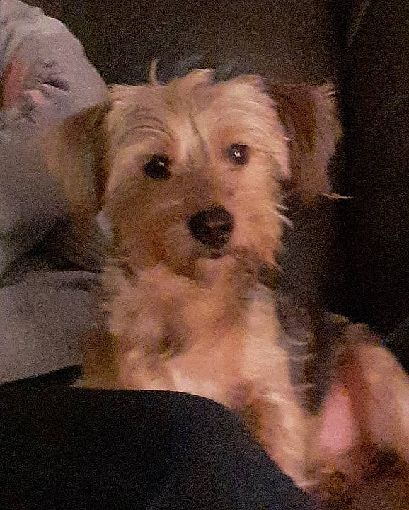 Nillow a rejoint le concours — aidez-le/la à gagner de superbes lots ! canidae, carnivore, companion_dog, dog, dog_breed, dutch_smoushond, mammal, morkie, norfolk_terrier, puppy, rare_breed_dog, schnoodle, sealyham_terrier, small_terrier, sporting_group, sporting_lucas_terrier, terrier, toy_dog, vertebrate, west_highland_white_terrier